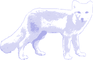 北極狐