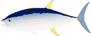 金槍魚