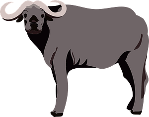 Water buffalo