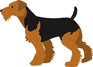 Welsh terrier dog