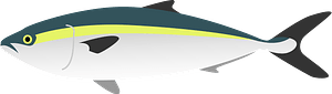 Yellowtail amberjack fish