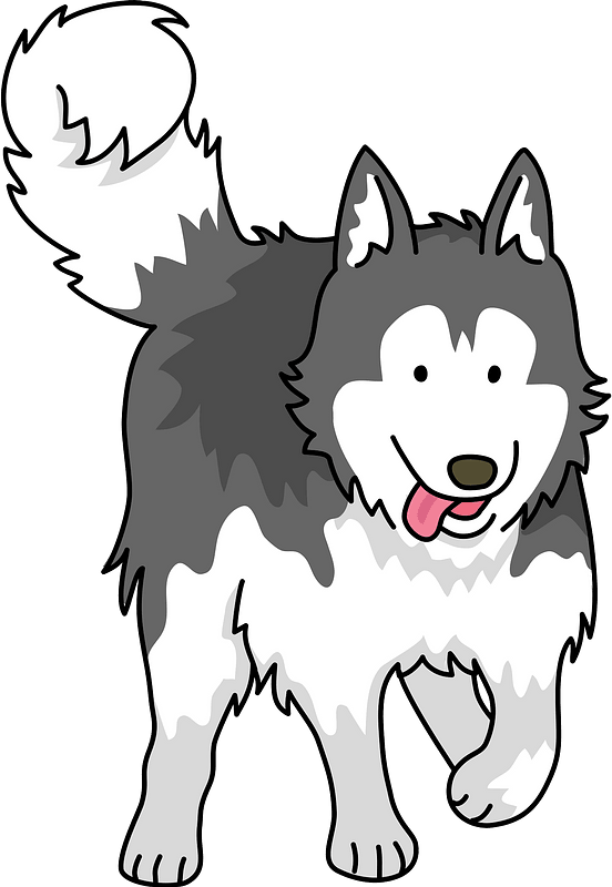 Siberian husky dog