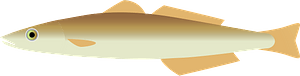 Sillaginidae smelt whiting fish