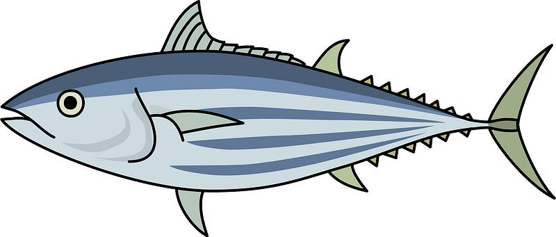 Skipjack tuna fish