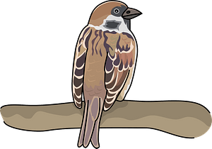 Sparrow bird