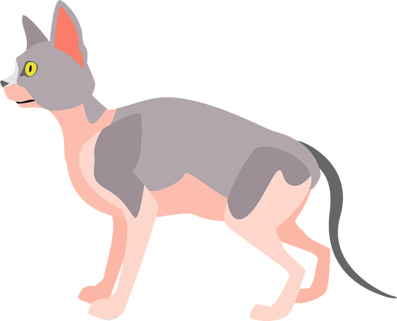 Sphynx cat