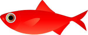 Splendid alfonsino fish