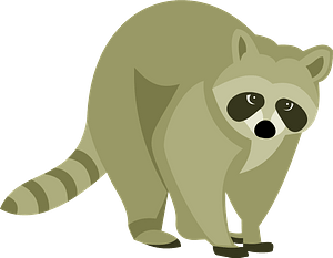 Raccoon