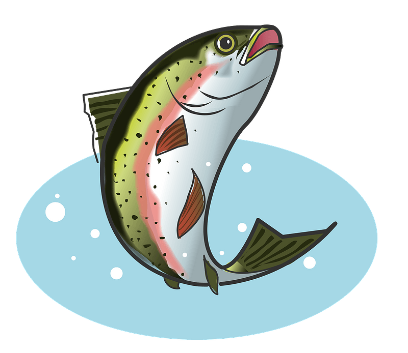 Rainbow trout fish