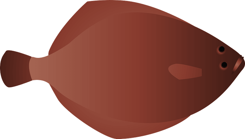 Righteye flounder fish