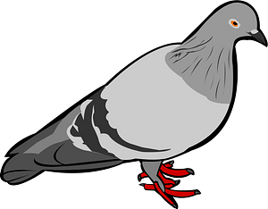 Rock dove