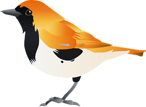 Ryukyu robin bird