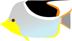 Saddle butterflyfish