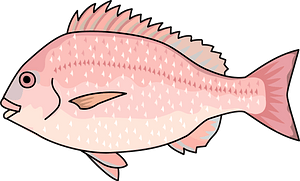 Sea bream fish