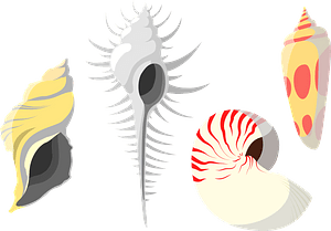 Shellfish shells