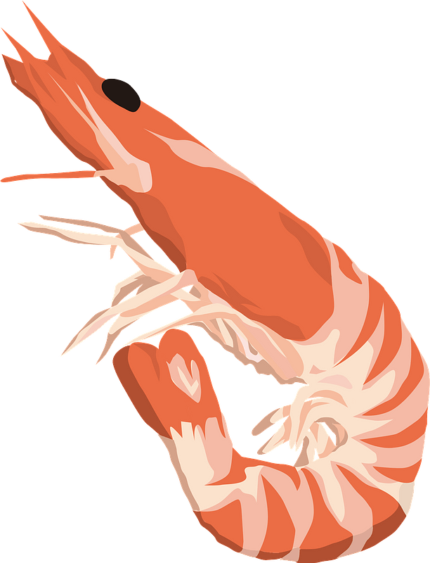 Northern shrimp food