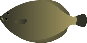 Olive flounder