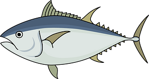Pacific bluefin tuna