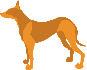 Pharaoh hound dog