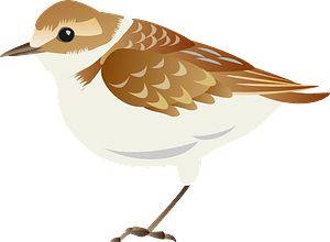 Plover bird
