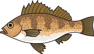 Japanese red seaperch fish