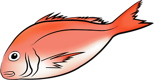 Japanese seabream fish