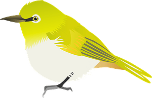 Japanese white-eye apricot