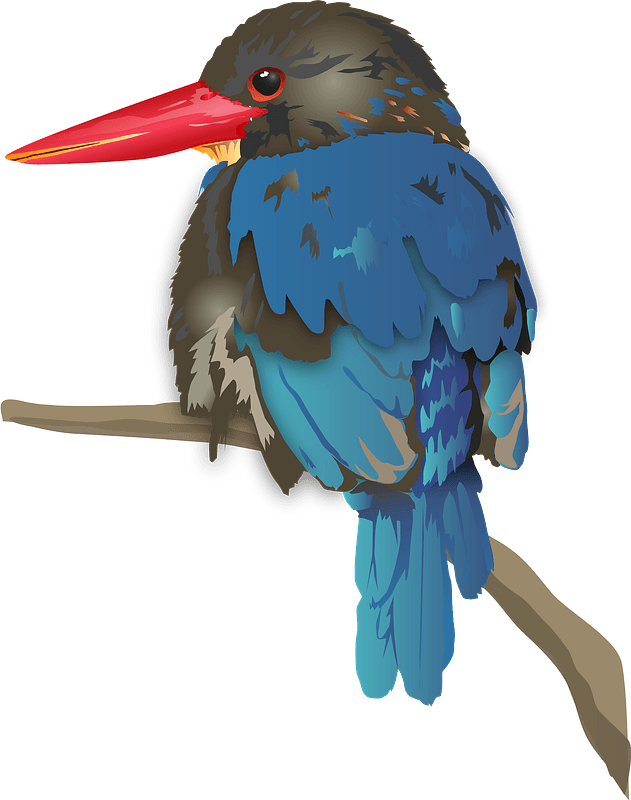 Java kingfisher bird