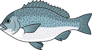 Largescale blackfish
