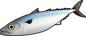 Mackerel fish