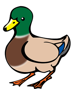 Male mallard bird