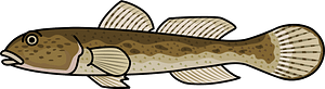 Goby fish