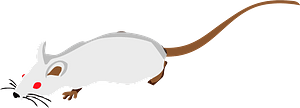 Rat