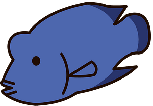Humphead wrasse napoleonfish