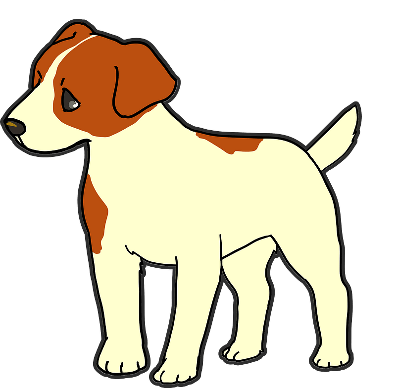 Jack russell terrier dog