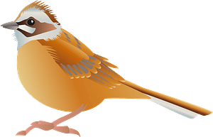 Meadow bunting bird