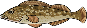 Fat greenling fish