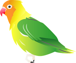 Fischers lovebird