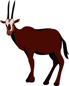 Oryx gazelle