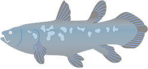 Coelacanth fish