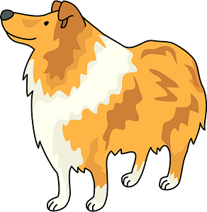 Collie dog