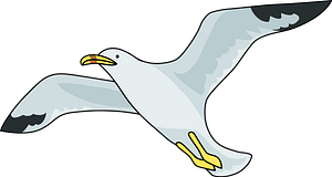 Common gull