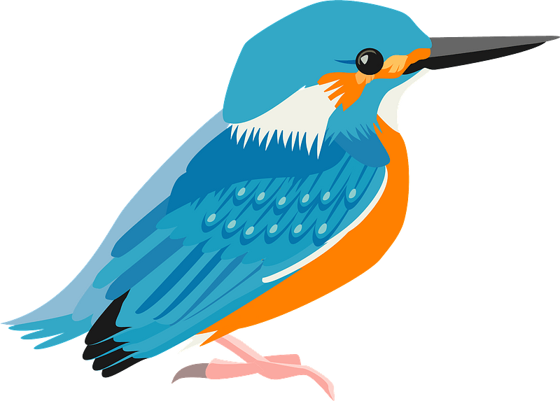 Common kingfisher bird