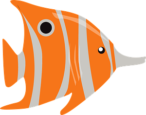 Copperband butterflyfish