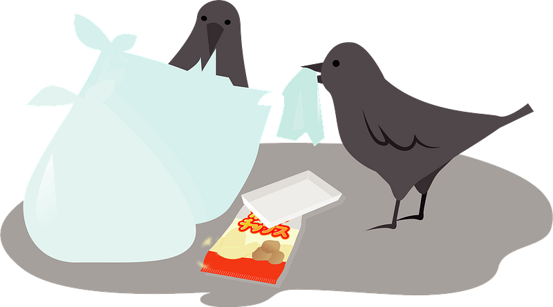 Crow eat garbage