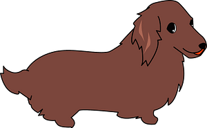 Dachshund