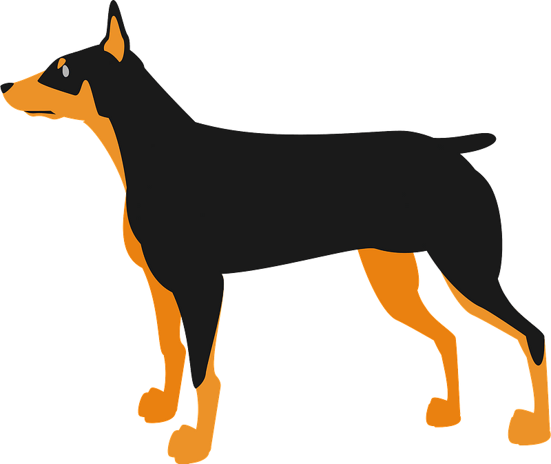 Doberman pinscher