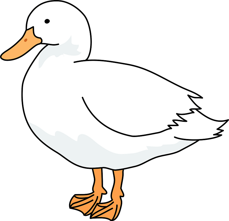 Domestic duck