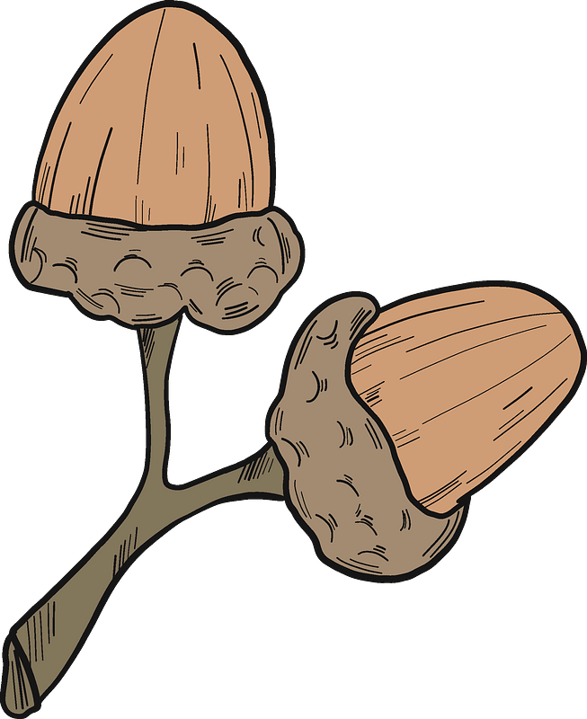 Acorns