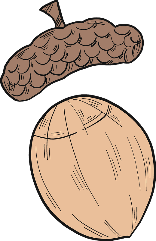 Acorn